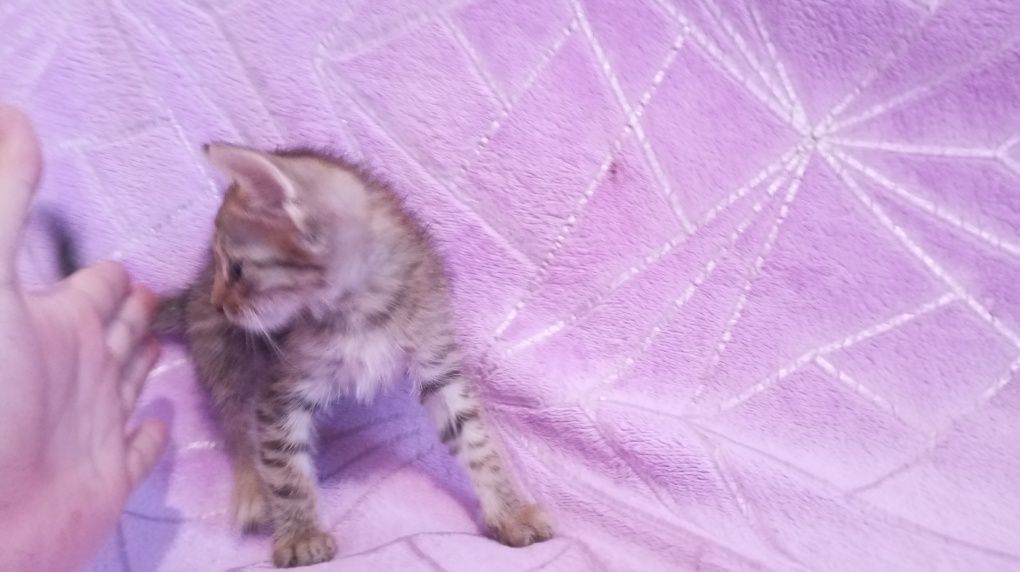 Котят марғау кошка