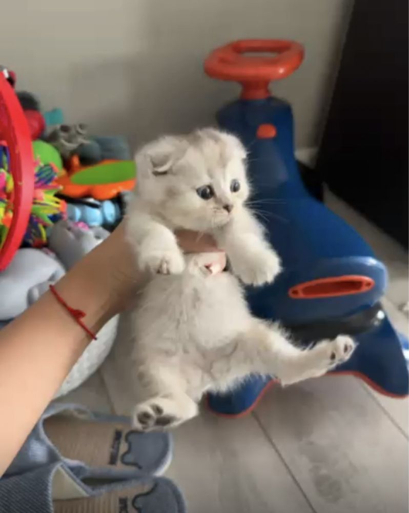 Котенок)очень ласковый