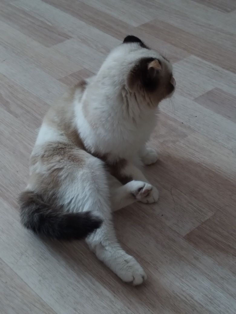 Продам породистую кошку