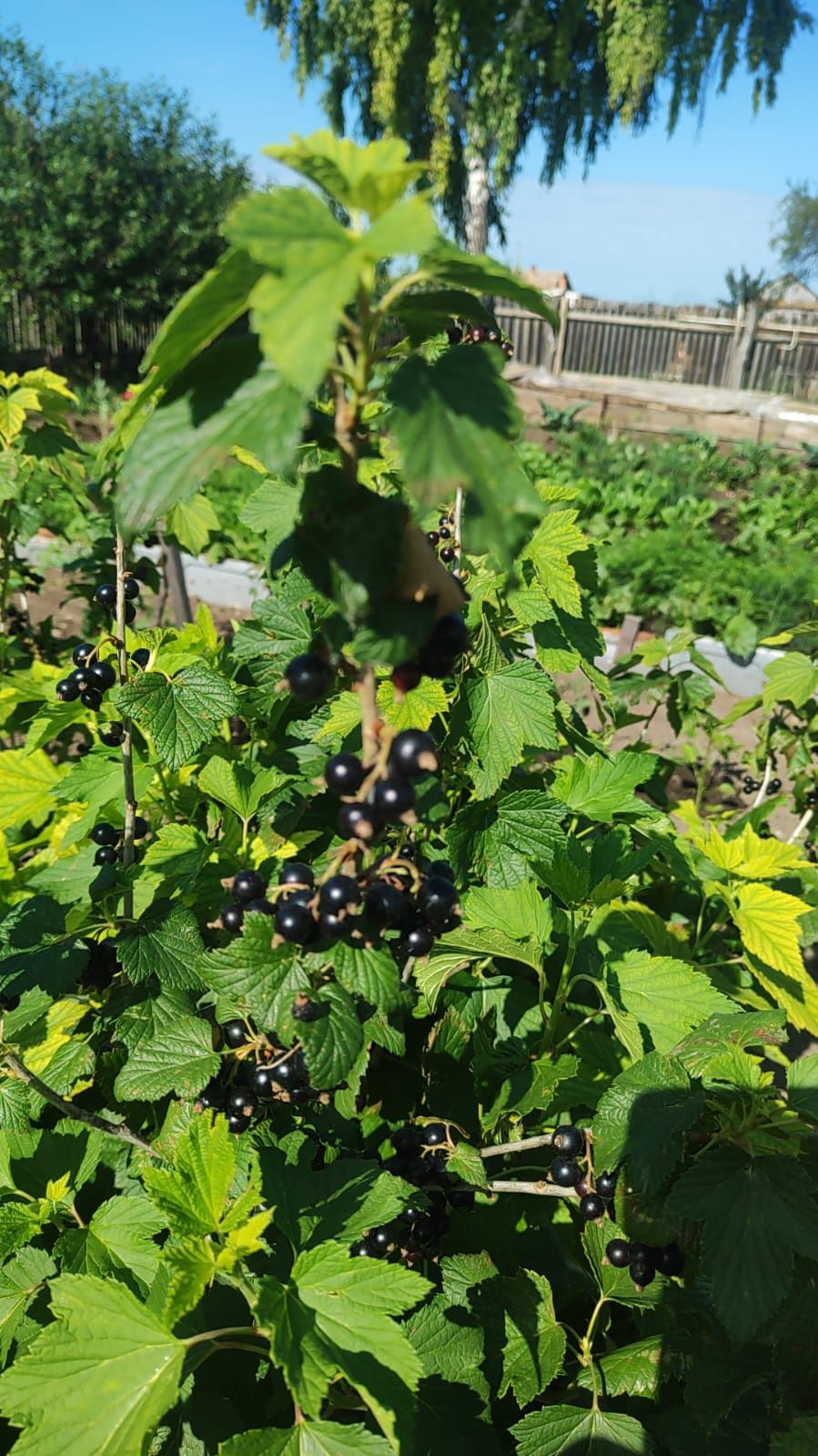 Продам дачную ягоду