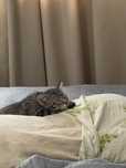 Котенок 3,5месяц мальчик