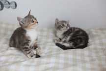 Котята ищут дом, девочка 2,5 месяца