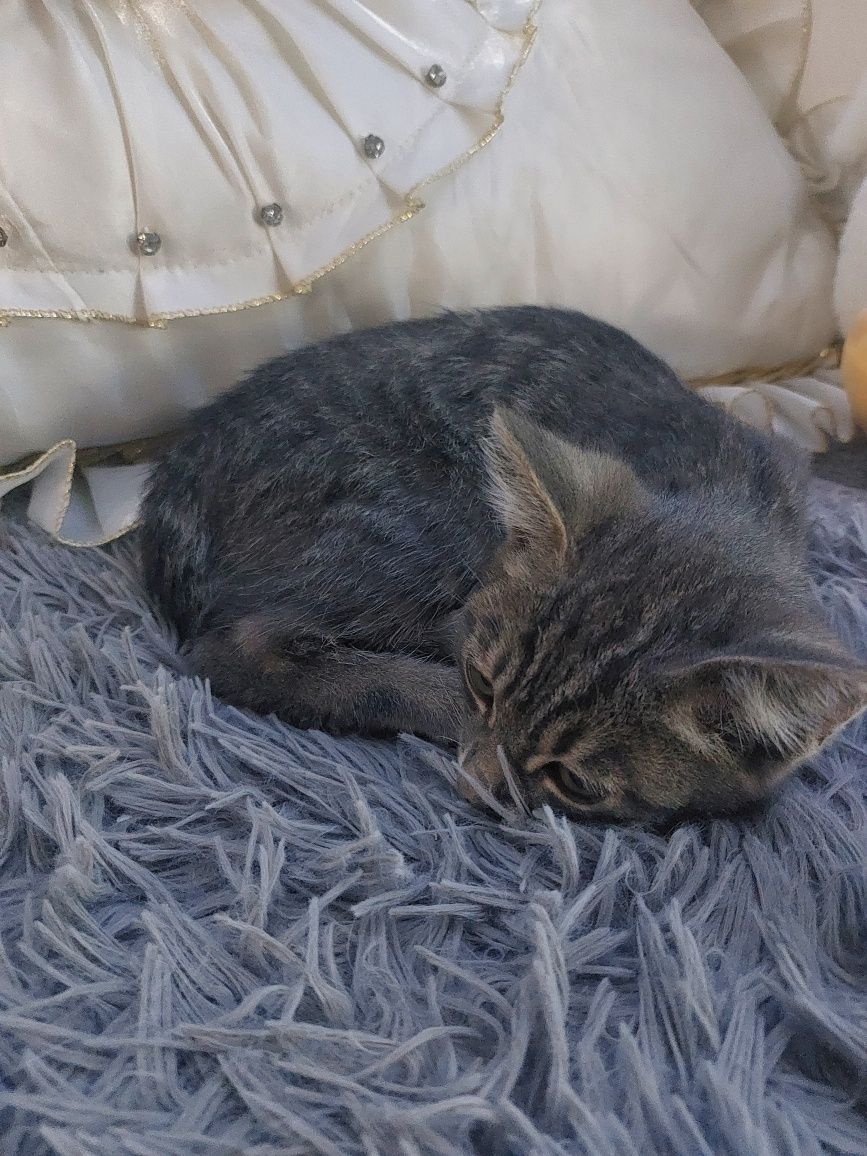 продам котёнка в добрые руки