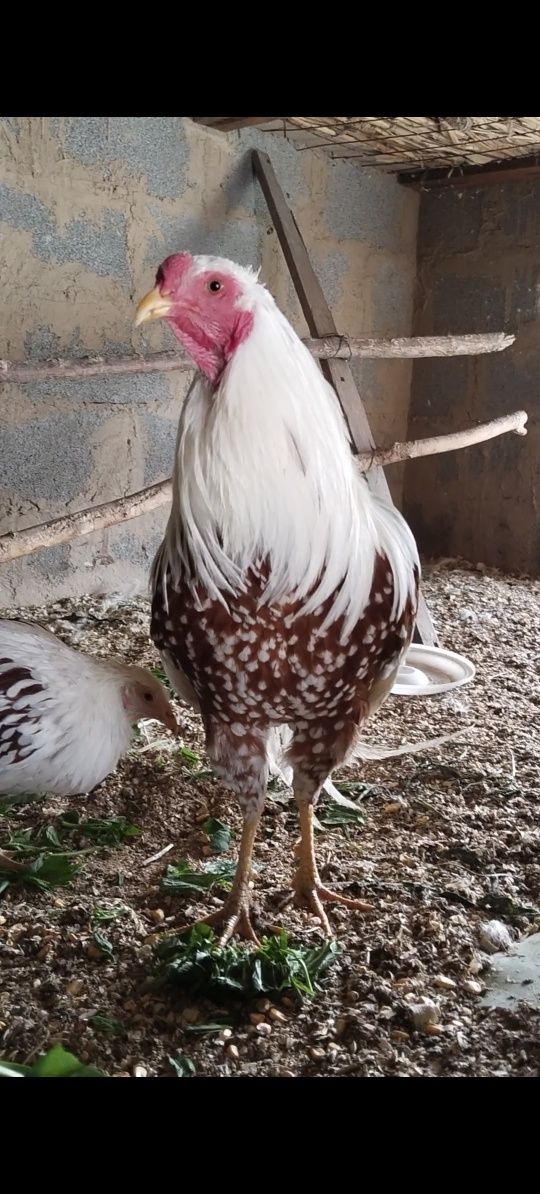 Продам инк яицо Йокогамма
