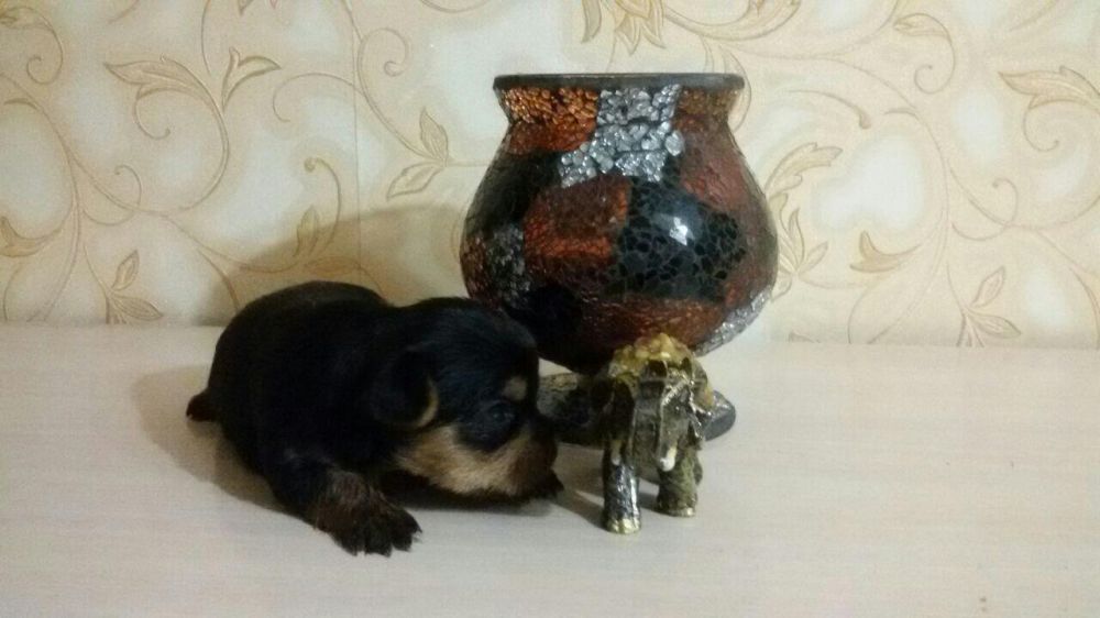 Продам щенков йоркширского терьера.