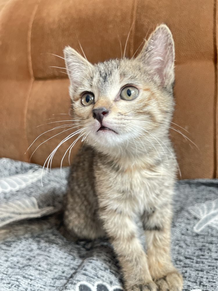 Котенка отдам в добрые руки