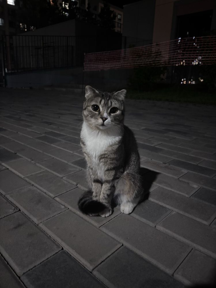 Потерялась кошка Астана