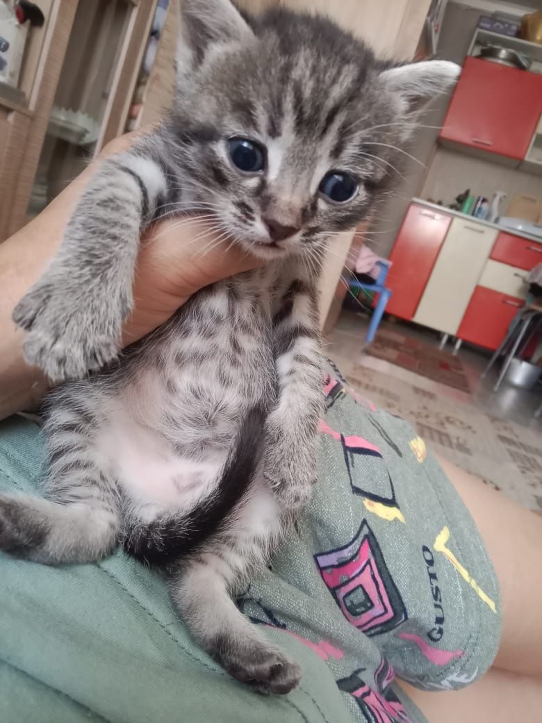 Отдам котят в добрые руки