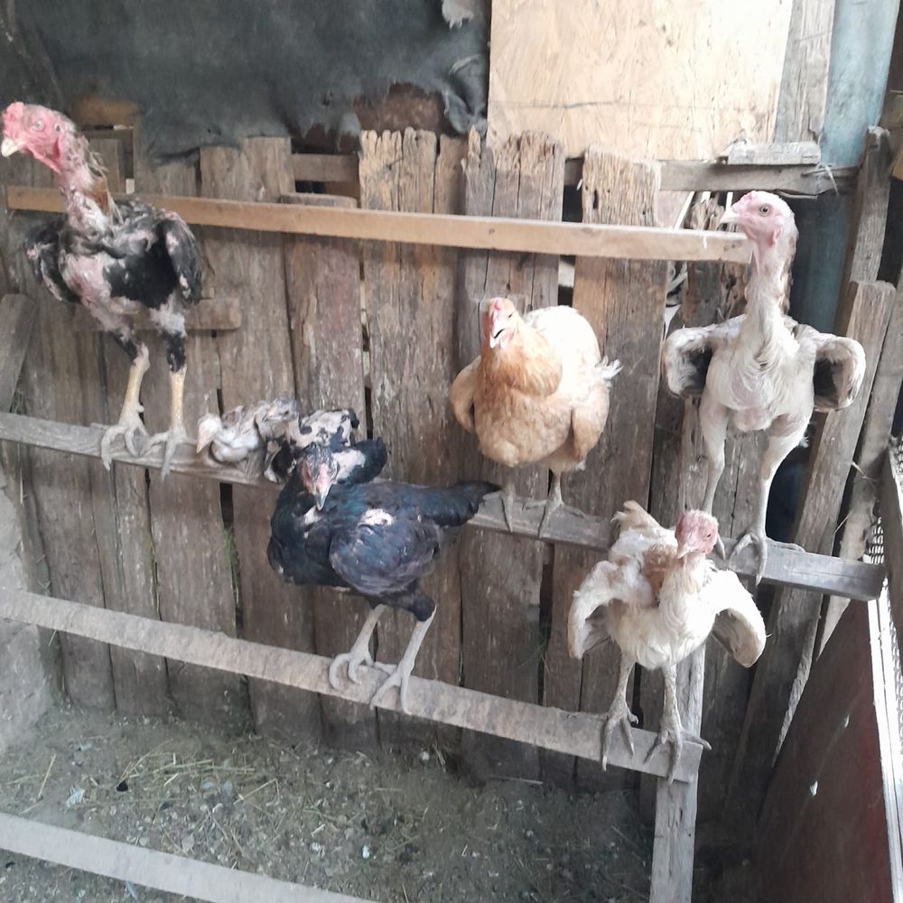 Продам дакана дакан