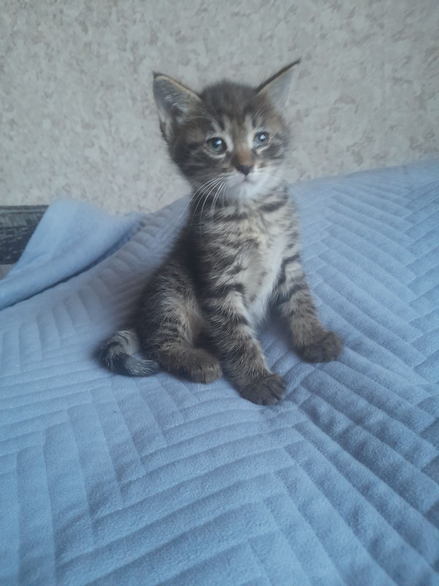 Отдам в добрые ручки котят