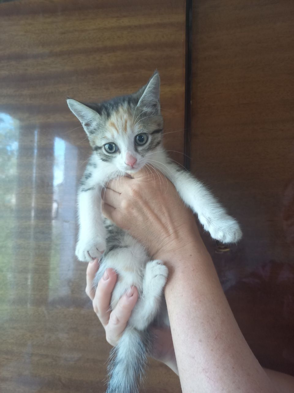 СРОЧНО Котята в добрые руки