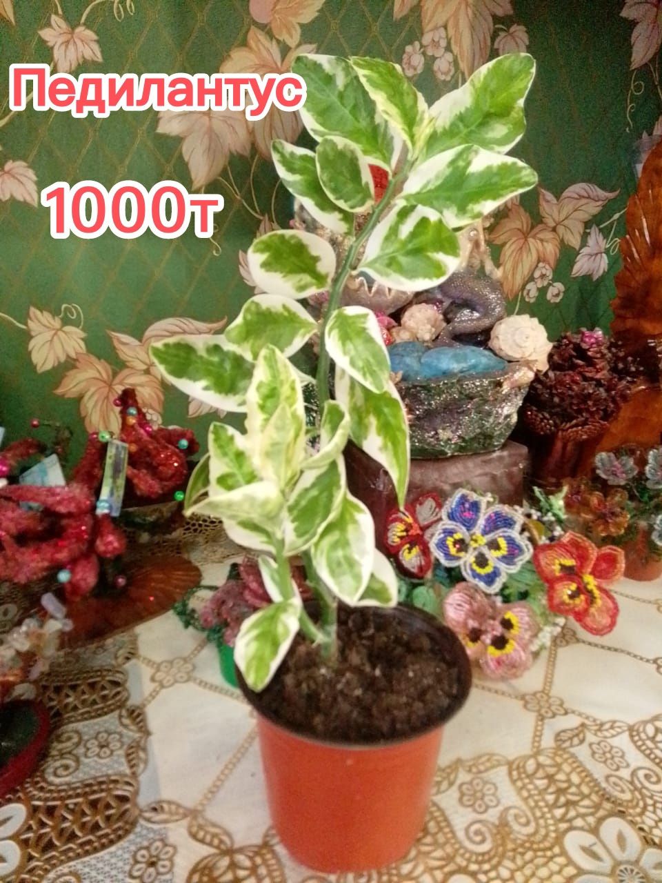 Продам комнатные цветы