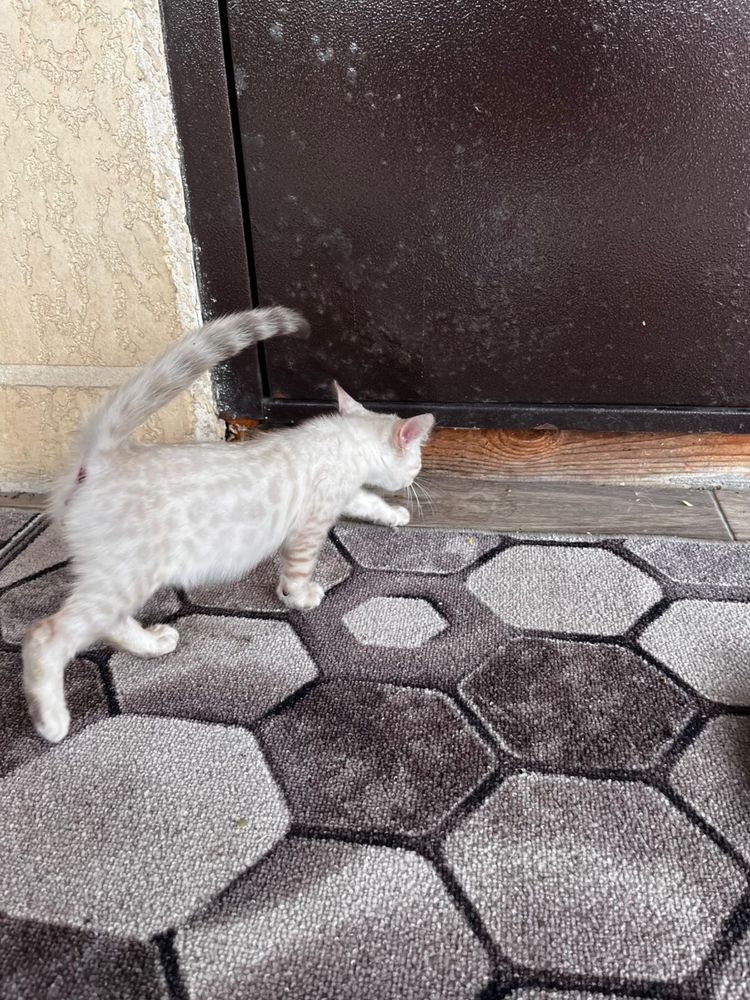 Котята бингальские