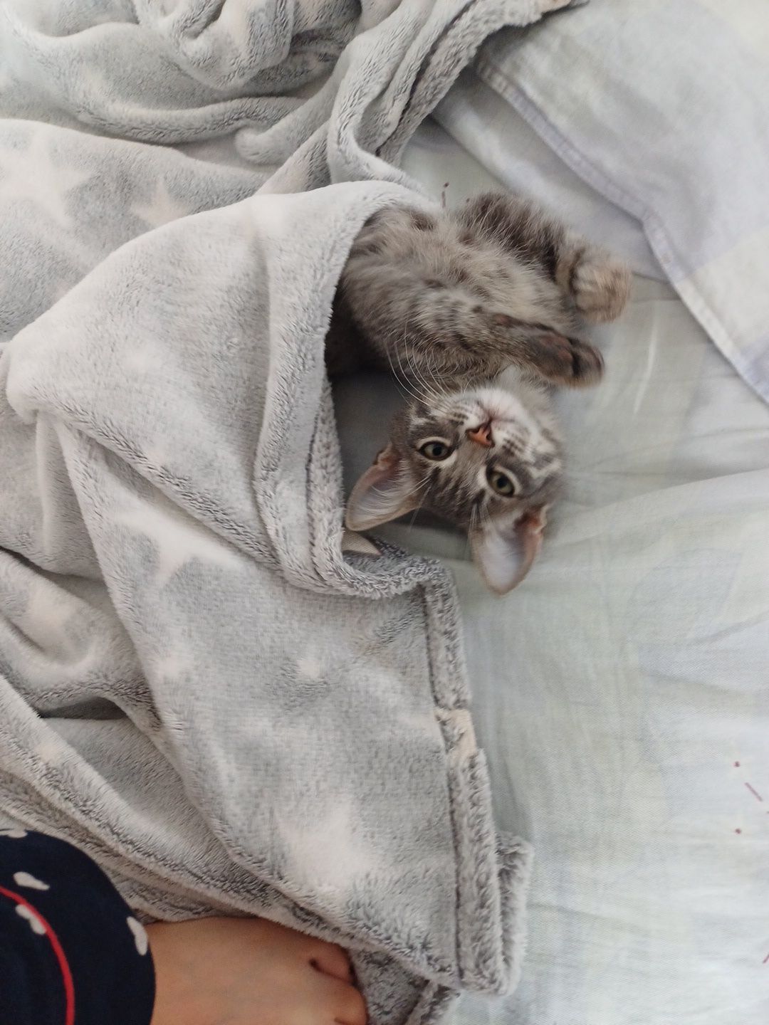Отдаю даром котят