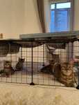 Бенгальские котята - энергия, ласка и стиль в одном!