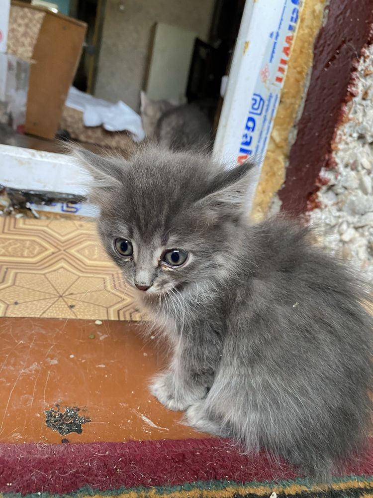 Пристраиваются котята