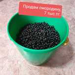 Продам смородину