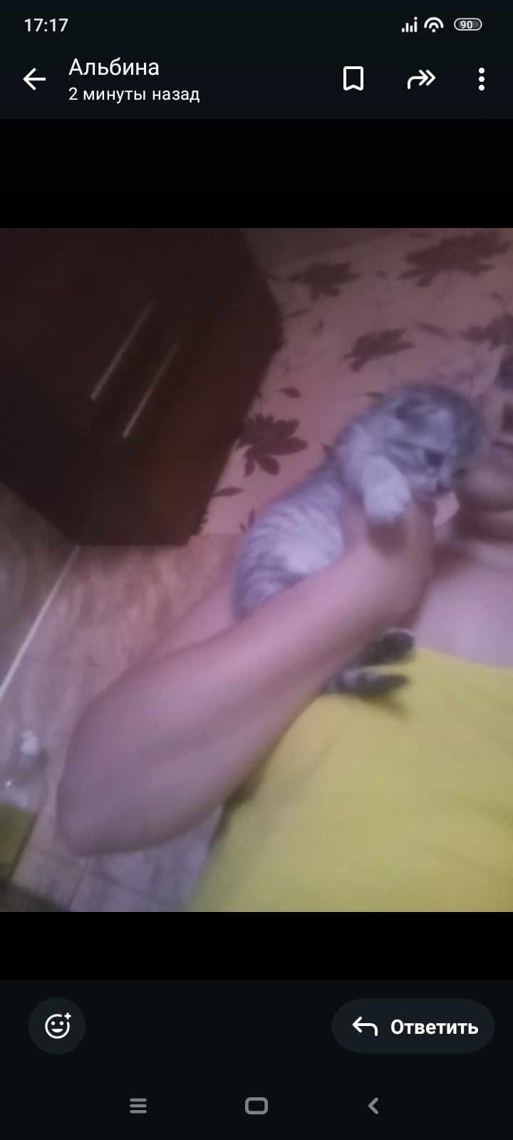 Британцы 1,3 месяцев Приучена..