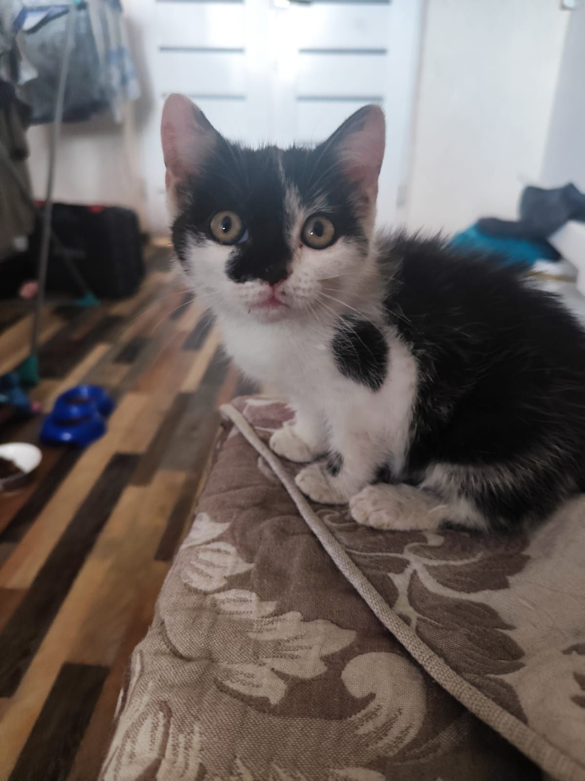Отдам котенка в добрые руки. Кошечка.