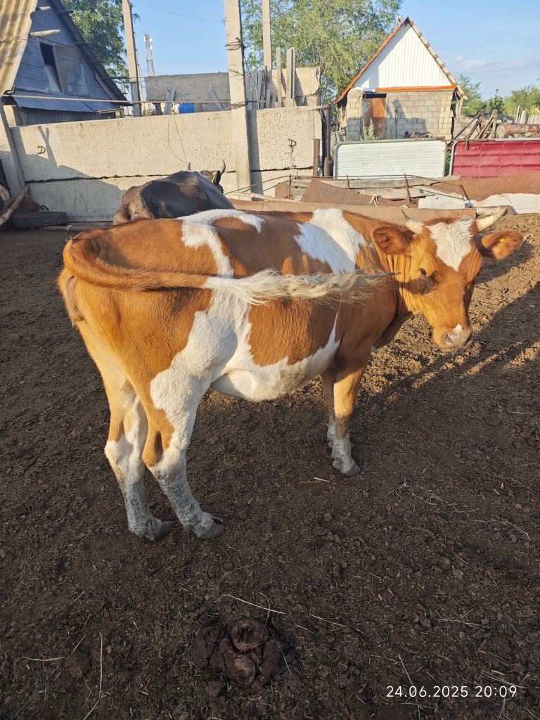 КРС Продам корову