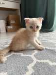 Котенок Шотландский