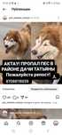 Актау ,пропал хаски