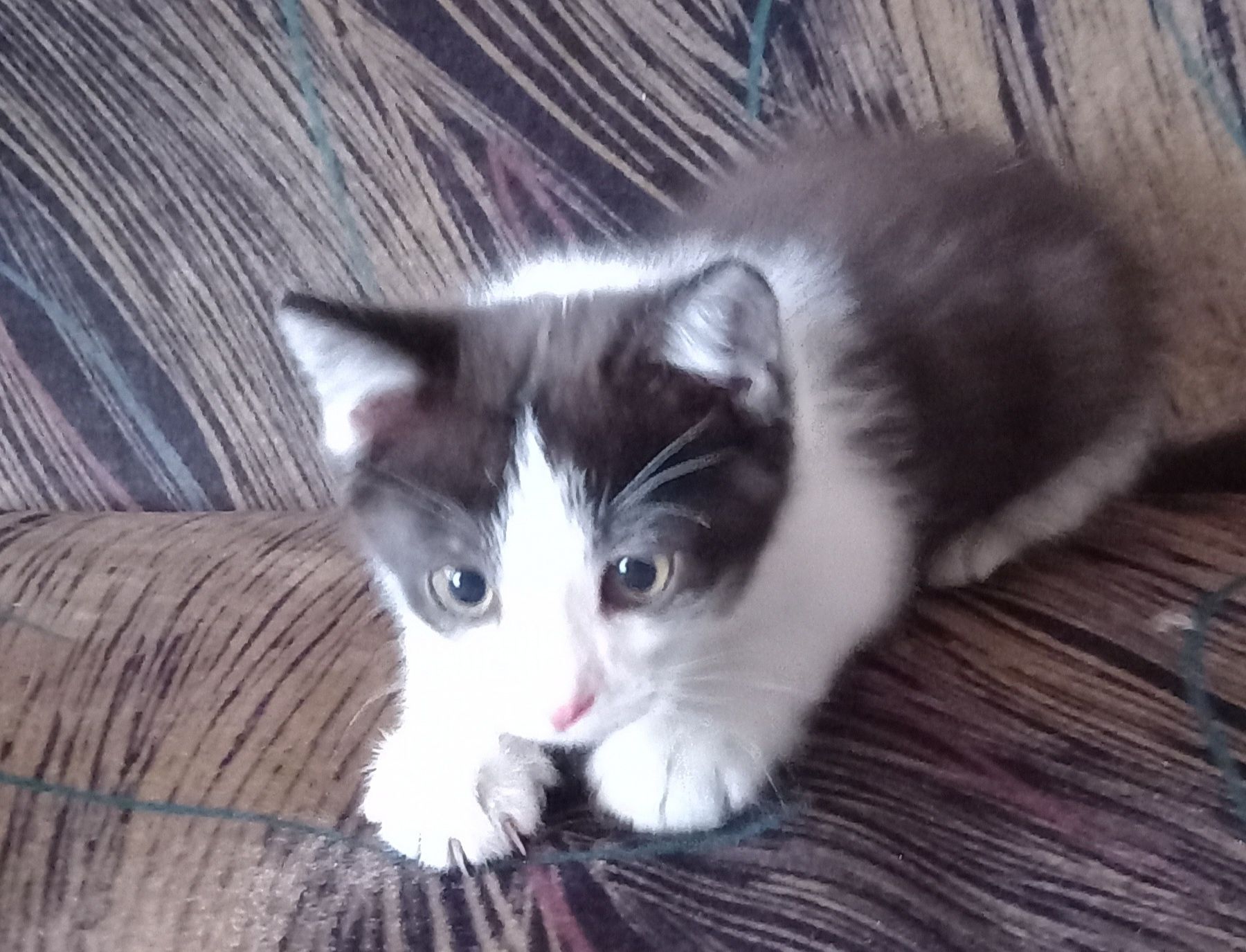 котёнок  бесплатно