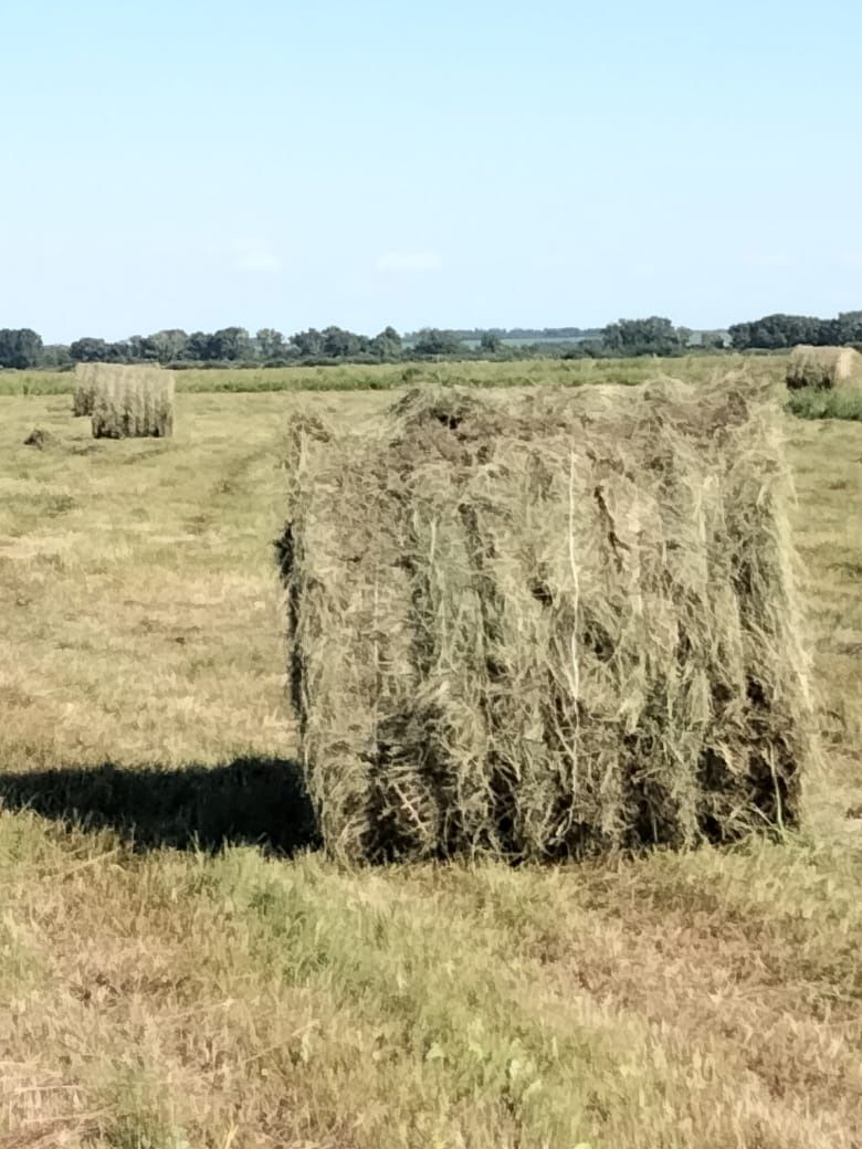 Продам сено. Или обмен на телят