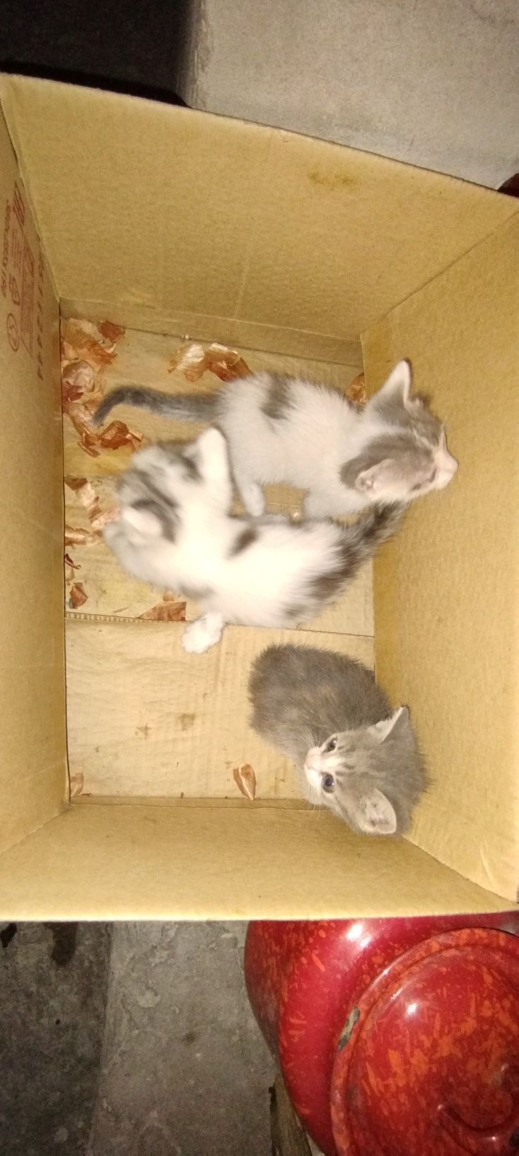 Котята от дам даром