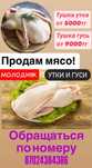 Мясо утки, гуся домашние