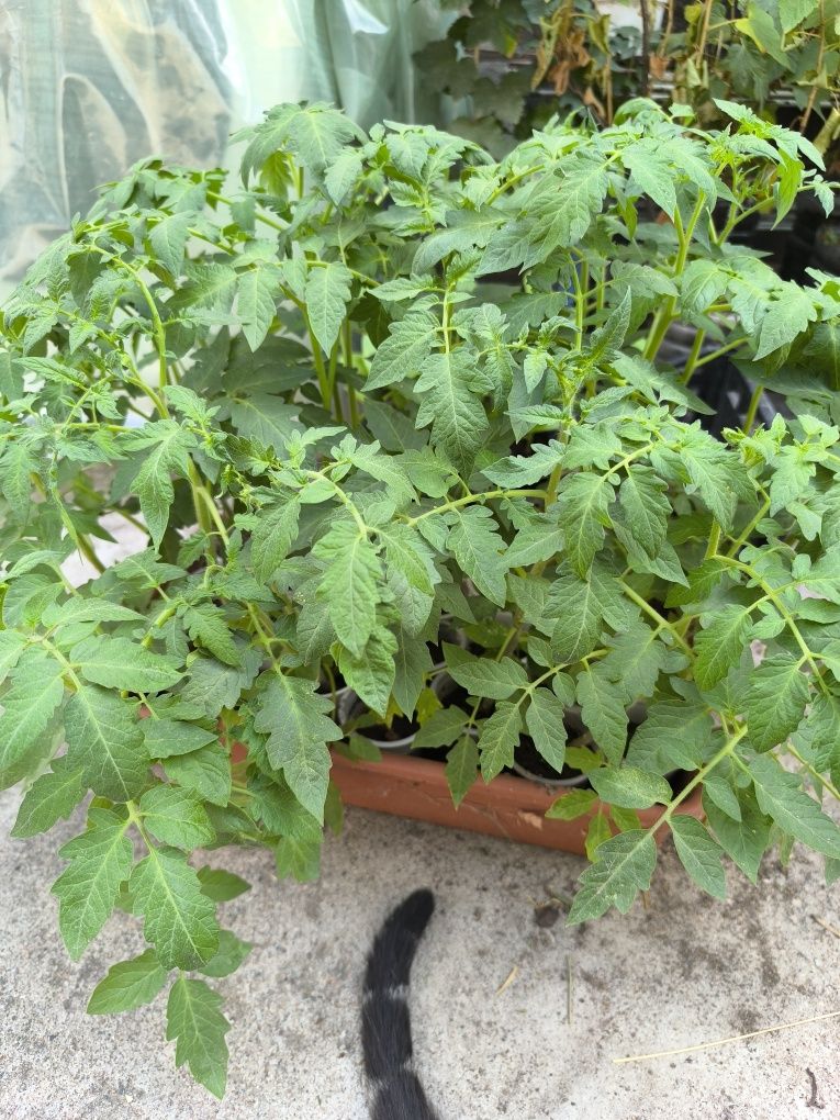 Продам Рассаду помидор