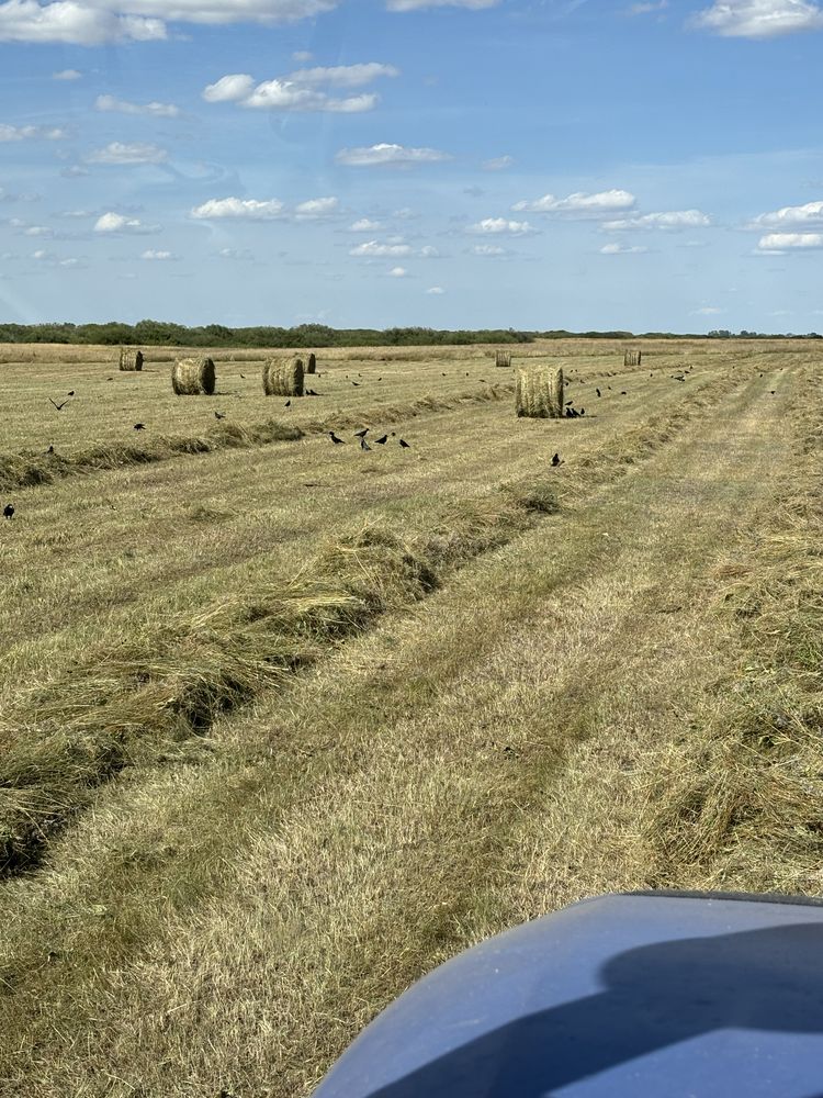 Сено луговое в рулонах