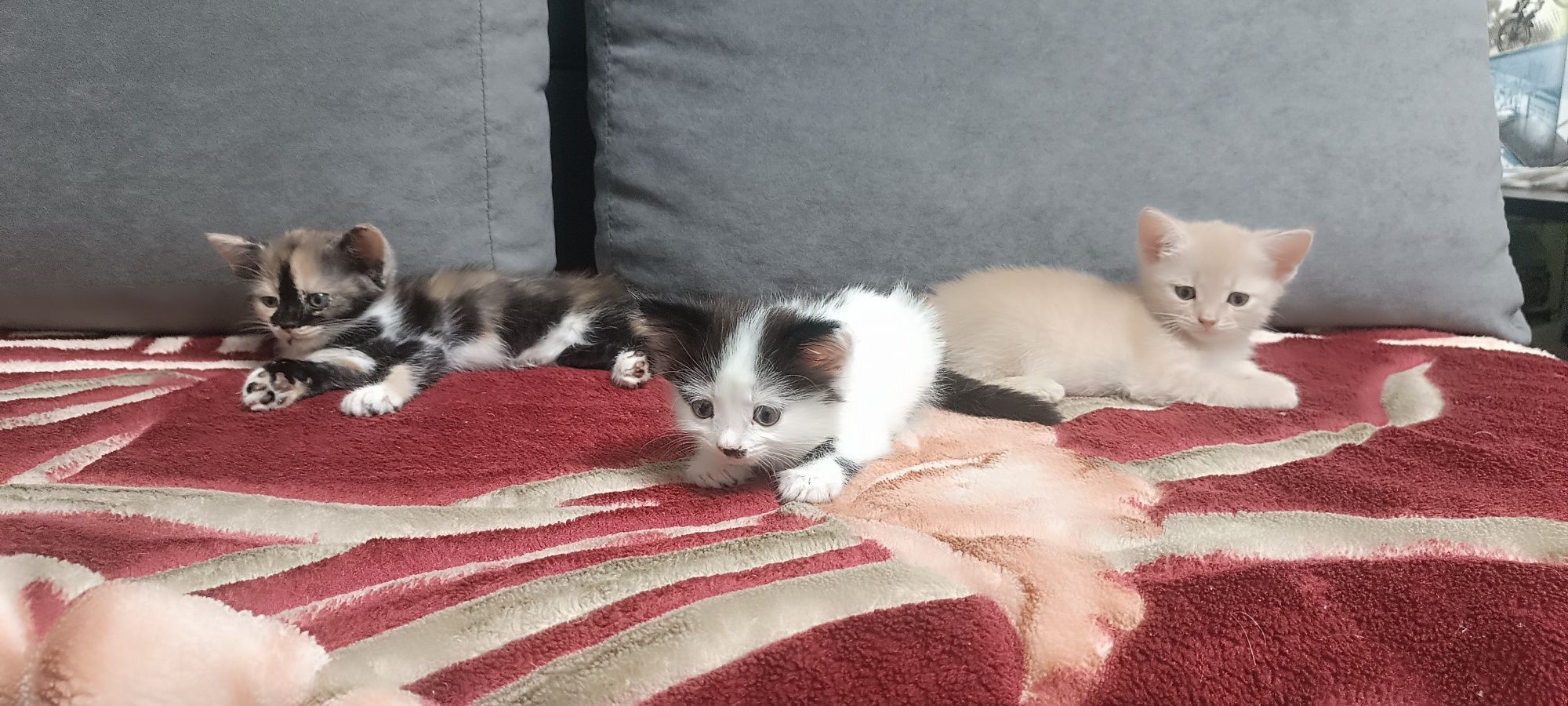 Одам котят в хорошие руки