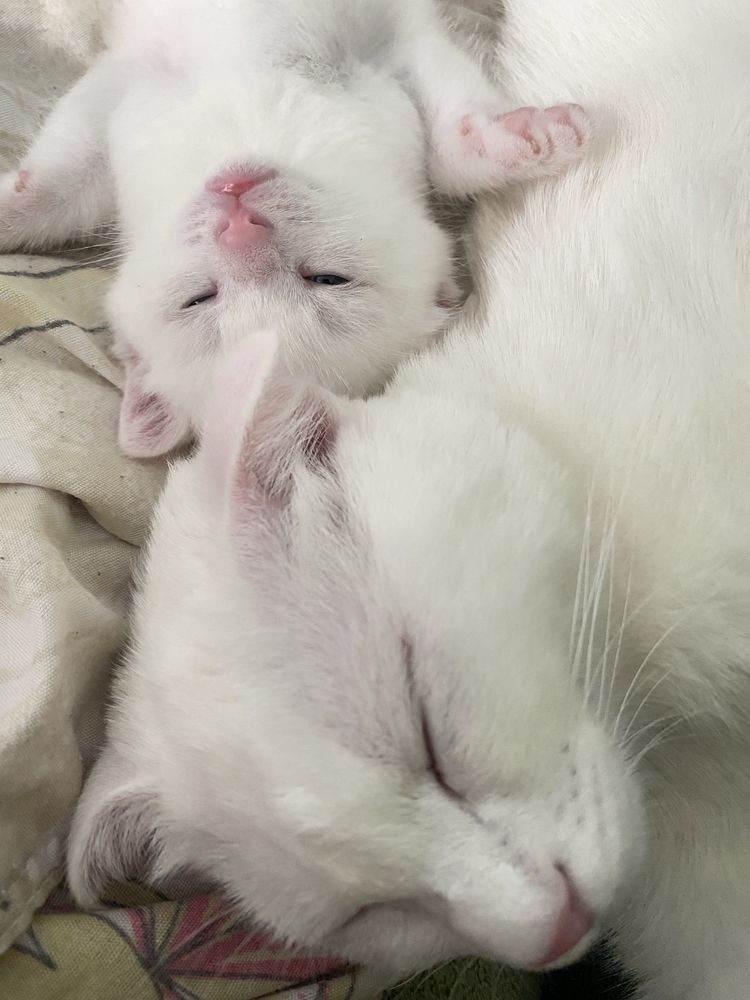 Котята вислоухие