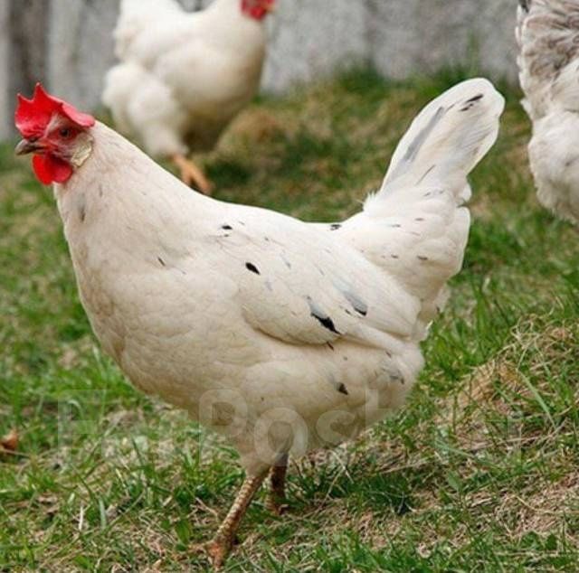 Куры  несушки Каралл.