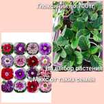 Глоксинии сеянцы.