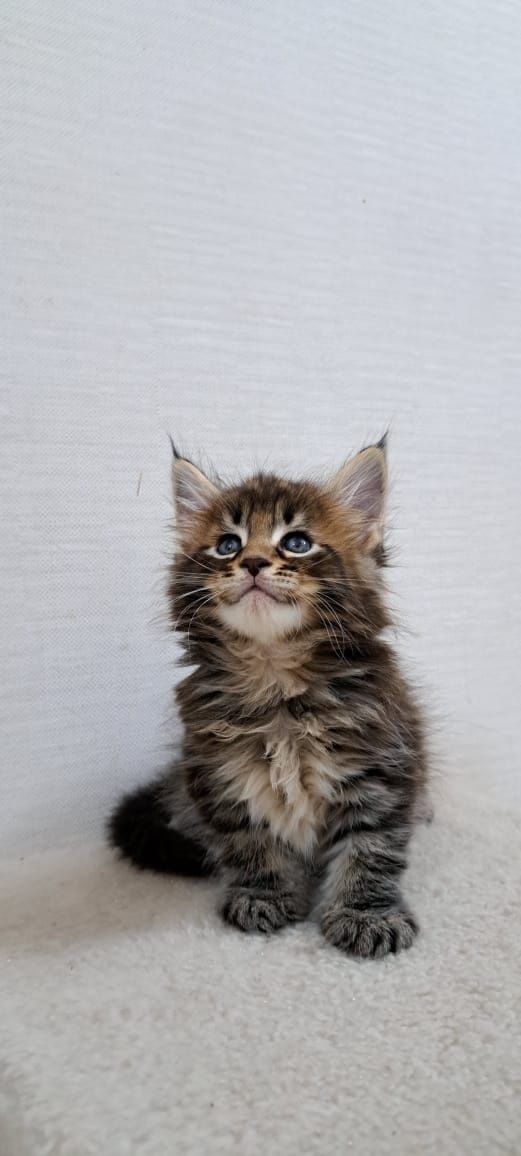 Котята Мейн куна