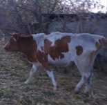 Продам карову 3 года