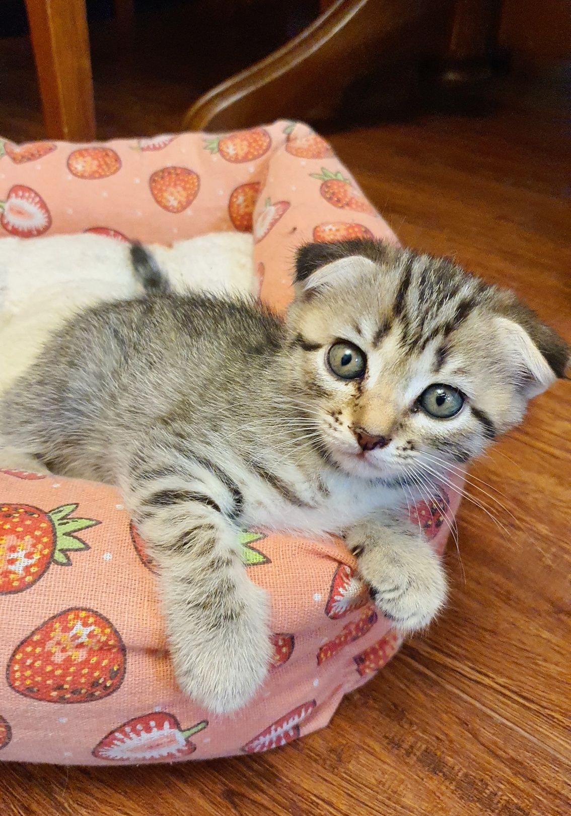 Котята скотиш фолд и страйт