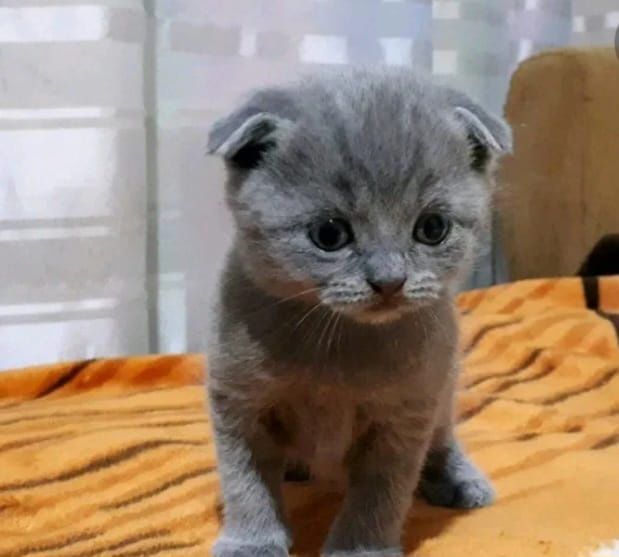 Шотландские котята
