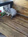 Отдам котенка в добрые руки,мальчик, 3 месяца.сяца