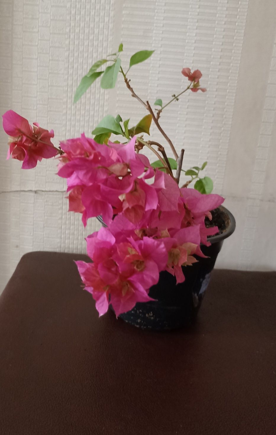 Продам бугенвиллеи
