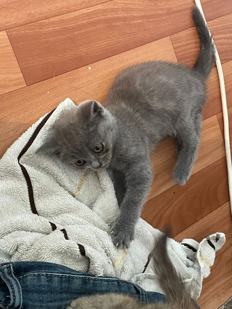 Отдам бесплатно котёнка