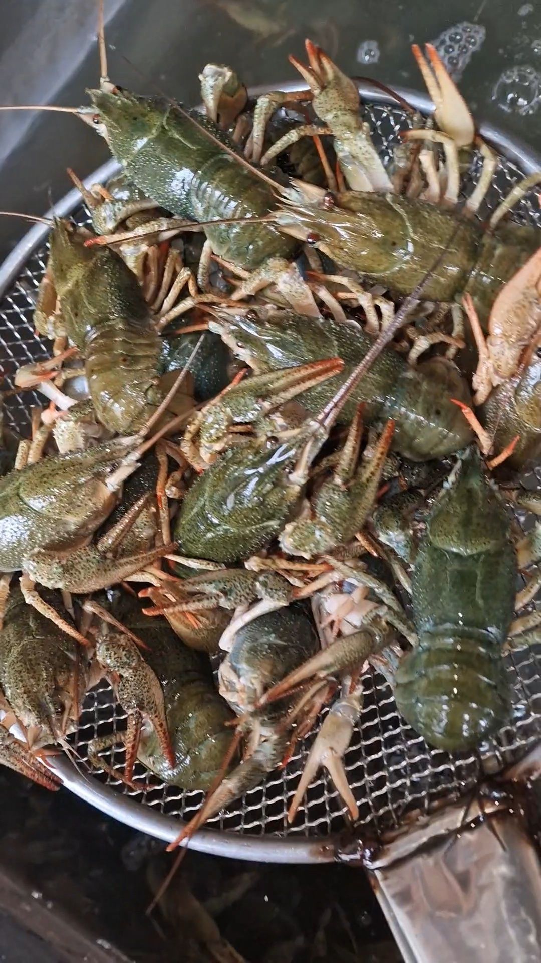Раки в Алматы продам