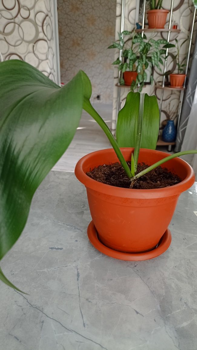 Продам фикус, новый горшок, новая свежая земля.