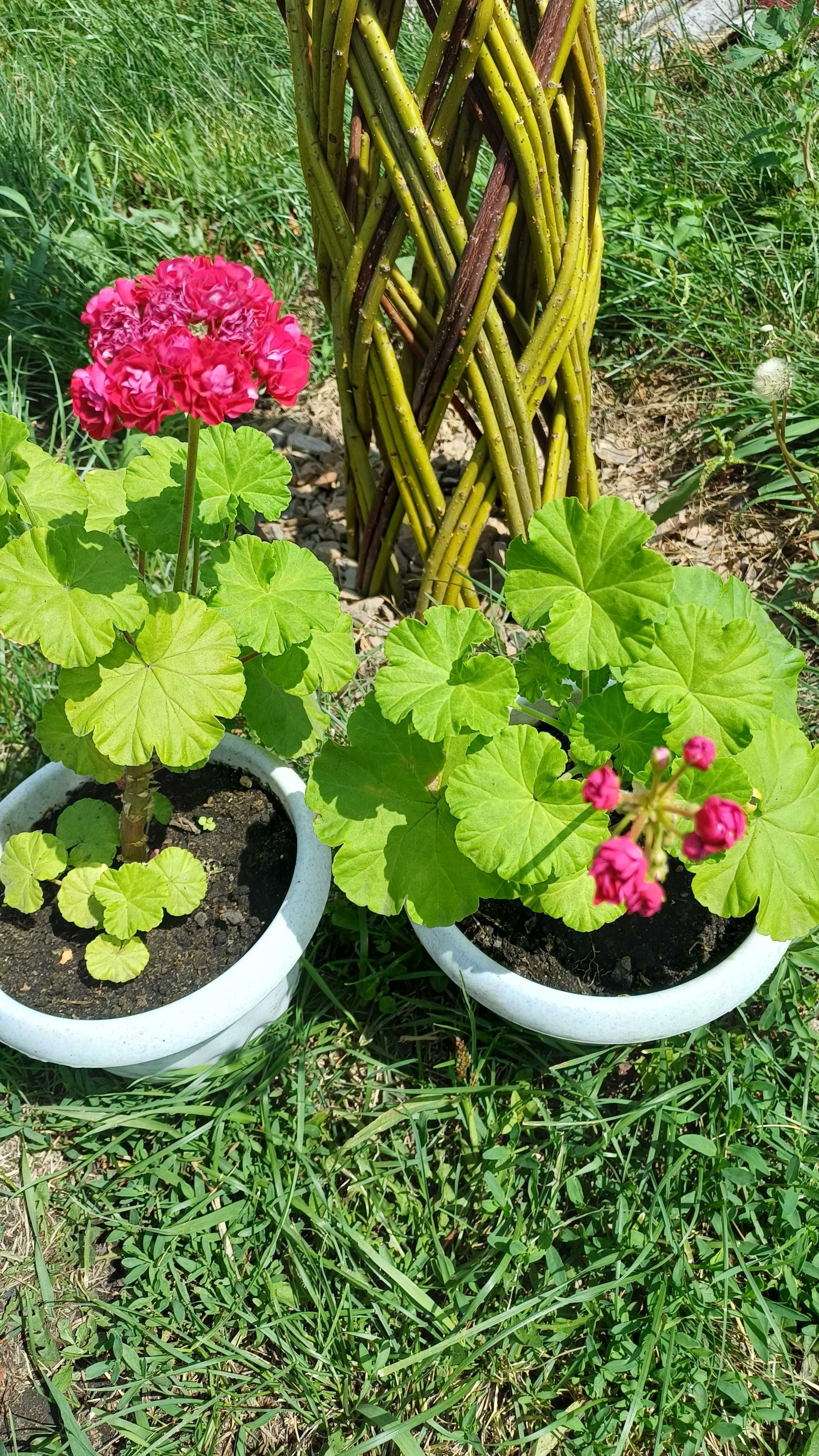 Продам Пеларгонию (герань)