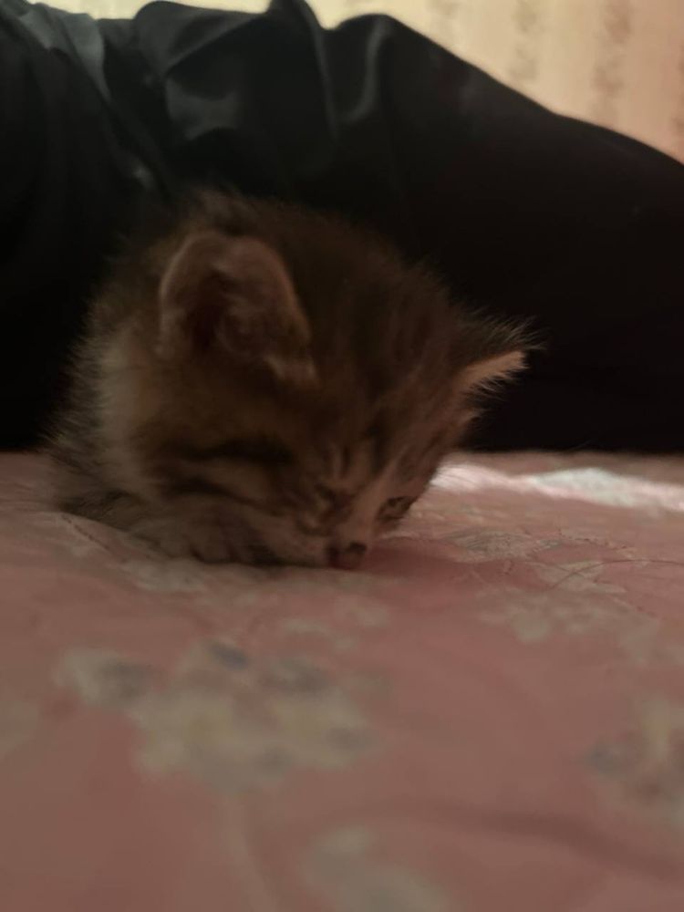 Срочно котенок в добрые руки