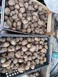 Картошка семеная