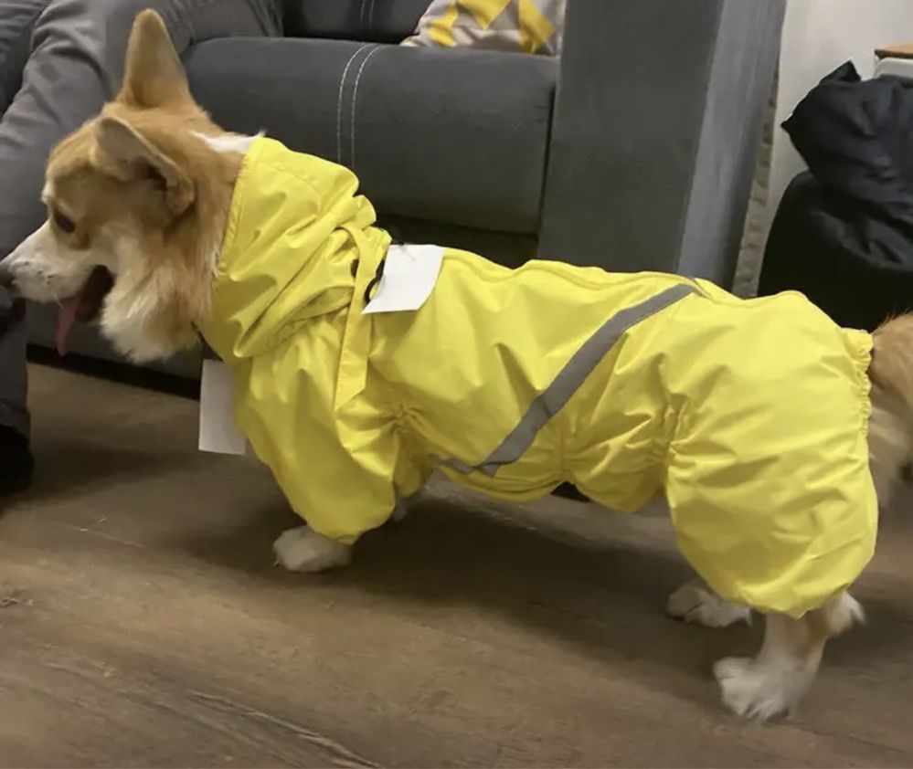 Водоотталкивающий комбинезон DiploDog для Корги (мальчик), размер S,40