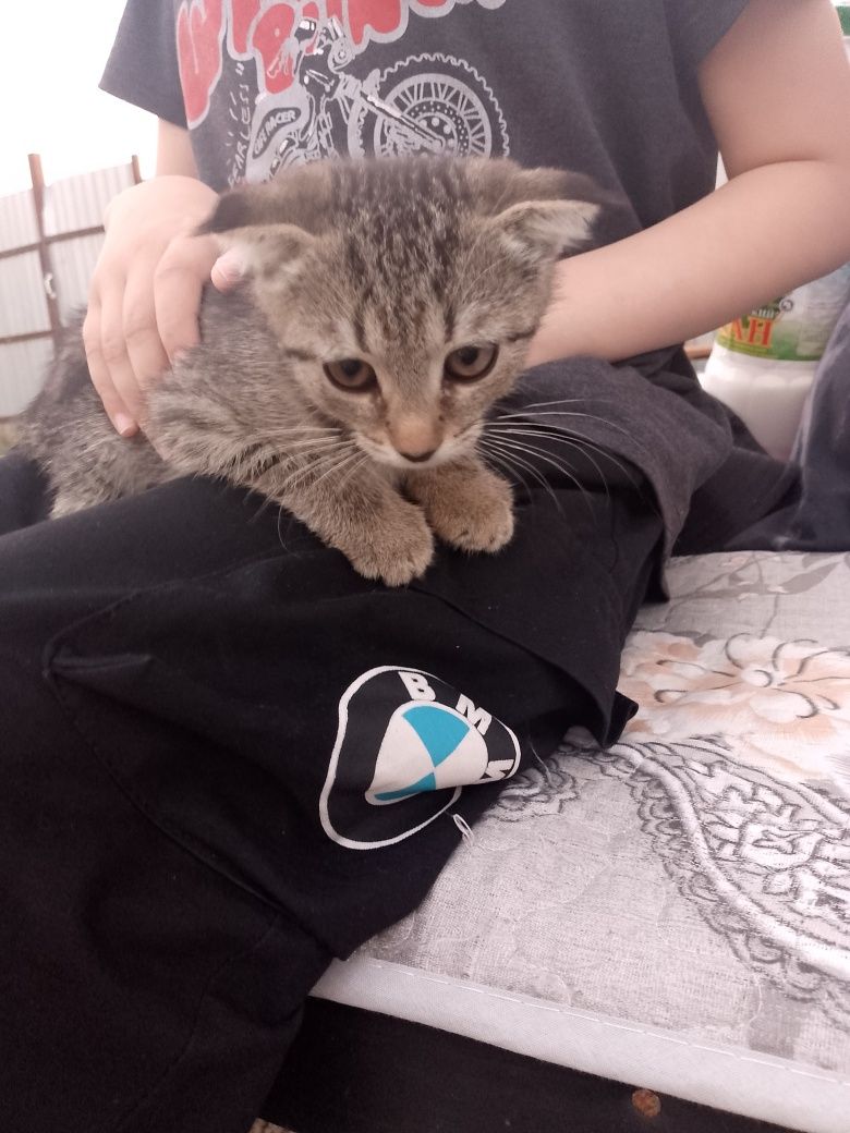 отдам котяток в добрые руки